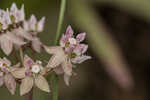 Michaux's milkweed